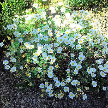 Hotel apartamentowy La Carruba 3*