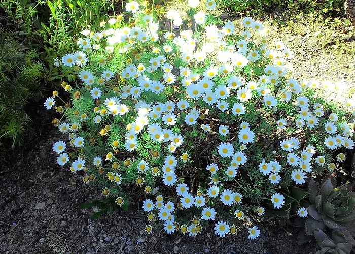 Apartmanhotel La Carruba 3*