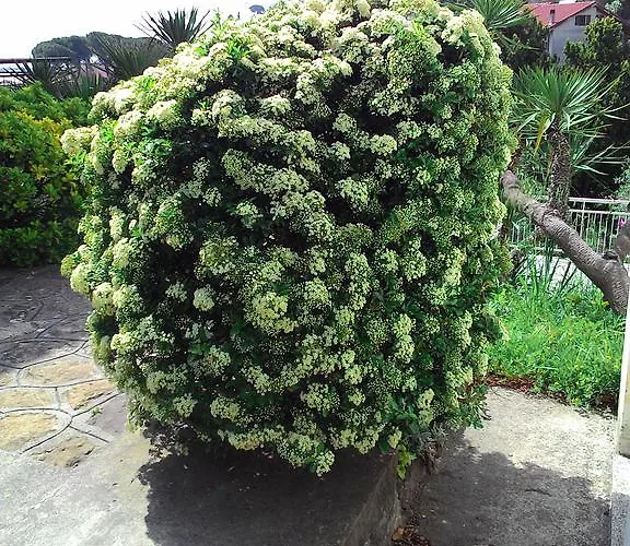 Apartmanhotel La Carruba Diano Marina