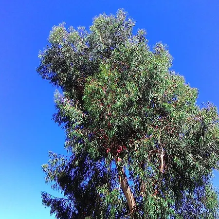 La Carruba Diano Marina