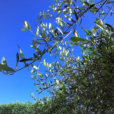 Aparthotel La Carruba 3*