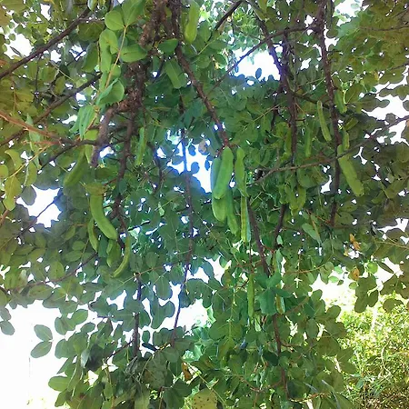 La Carruba Diano Marina