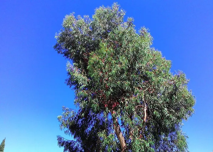 La Carruba Diano Marina