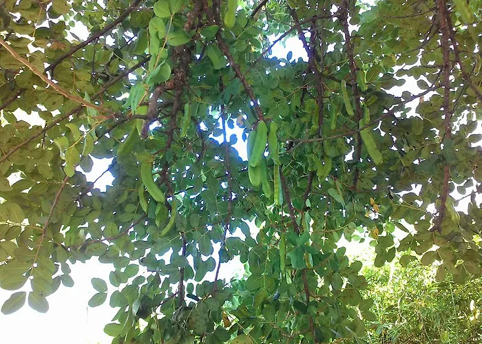 La Carruba Diano Marina